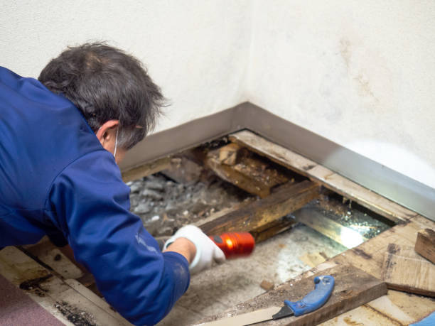 Attic Mold Removal in Gerald, MO