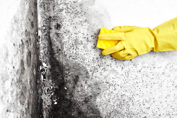 Best Affordable Mold Removal  in Gerald, MO