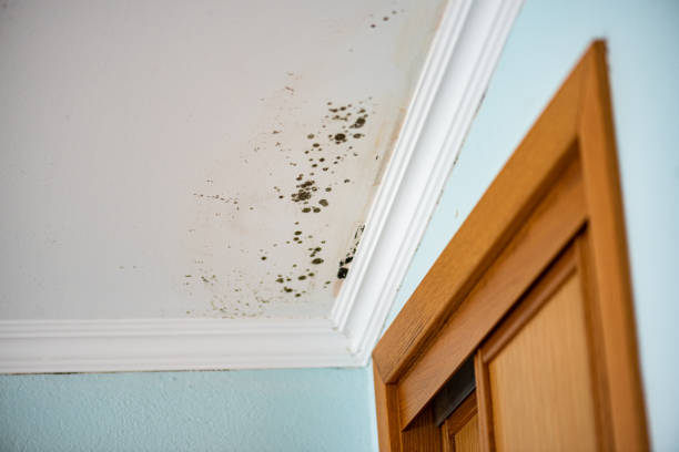 Best Affordable Mold Removal  in Gerald, MO