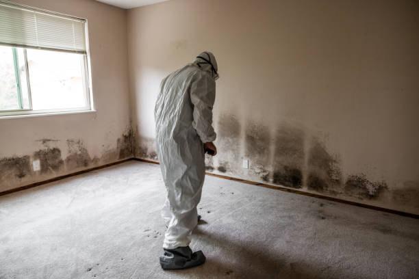Best Fast Mold Removal  in Gerald, MO