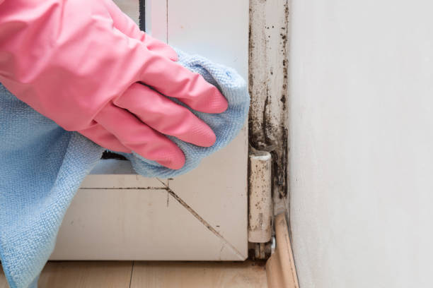 Best Residential Mold Removal  in Gerald, MO